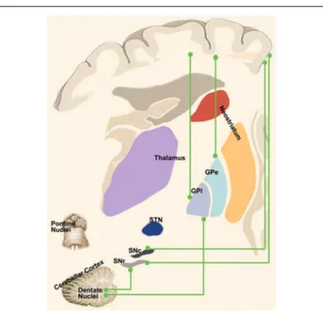 FIGURE 3 | “Novel” cortico-basal-ganglia-cerebellar pathways. Highlight the newly identified connections between the cerebral cortex, GPi, GPe and SN as well as the complementary circuits between the dentate nucleus and such nuclei as described in recent t