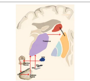 FIGURE 4 | Cerebellum-basal ganglia interplay. This panel shows the connections between the cerebellum and basal ganglia as revealed by retrograde tracing studies in monkeys