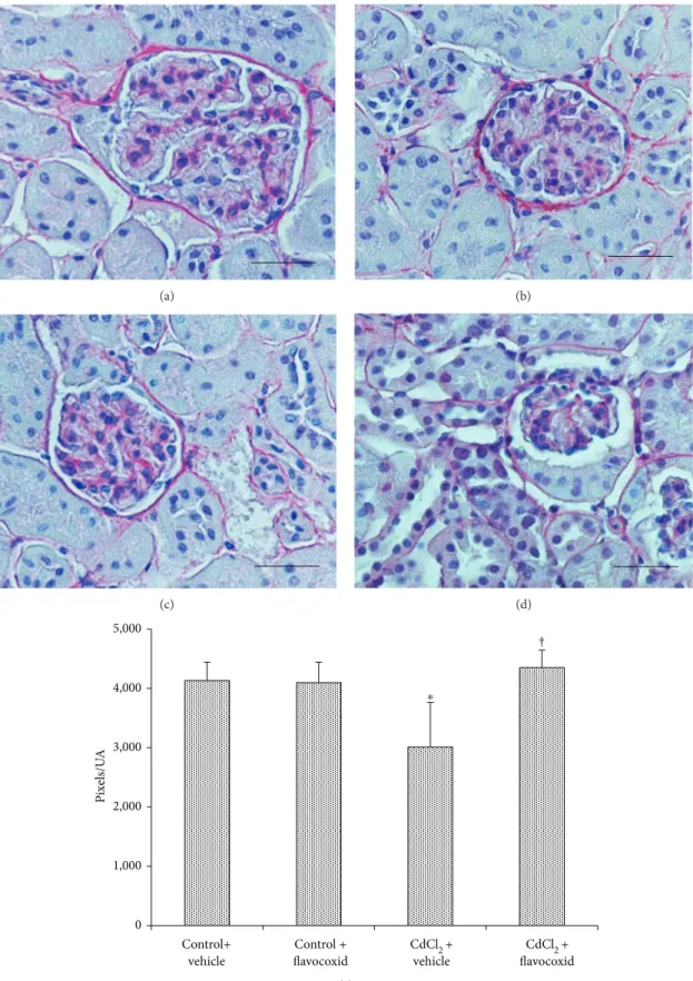 Figure 4: Structural organization of the interstitial connective tissue of kidneys from mice of control plus vehicle (0.9% NaCl, 1 ml/kg/day i.p.), control plus ﬂavocoxid (20 mg/kg/day i.p.), CdCl 2 (2 mg/kg/day i.p.) plus vehicle, and CdCl 2 plus ﬂavocoxi