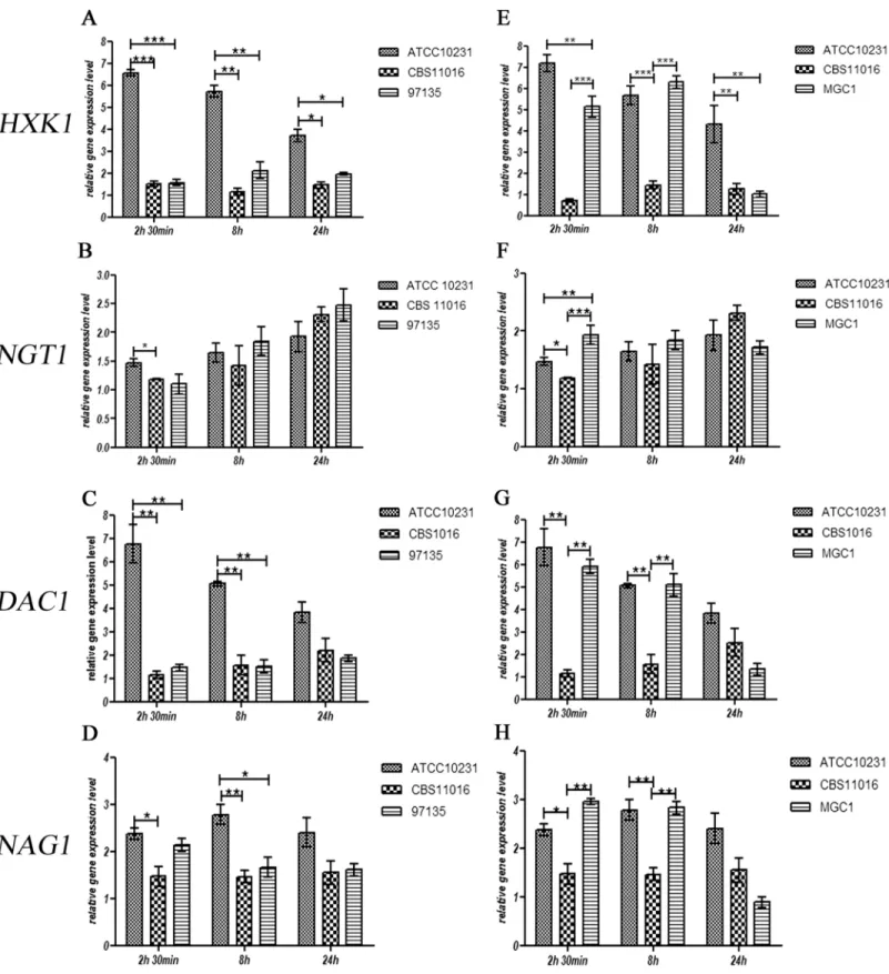 Fig 5. Effect of GlcNAc on mRNA expression levels of the HXK1, NGT1, DAC1 and NAG1 genes in C