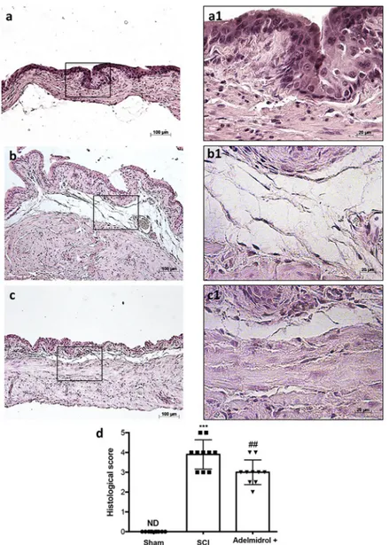 Fig 6. Chronic effects of adelmidrol + sodium hyaluronate on histological alteration after SCI
