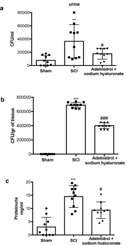 Fig 9. Chronic effects of adelmidrol + sodium hyaluronate on protein accumulation and bacterial growth in urine and in bladder of SCI mice