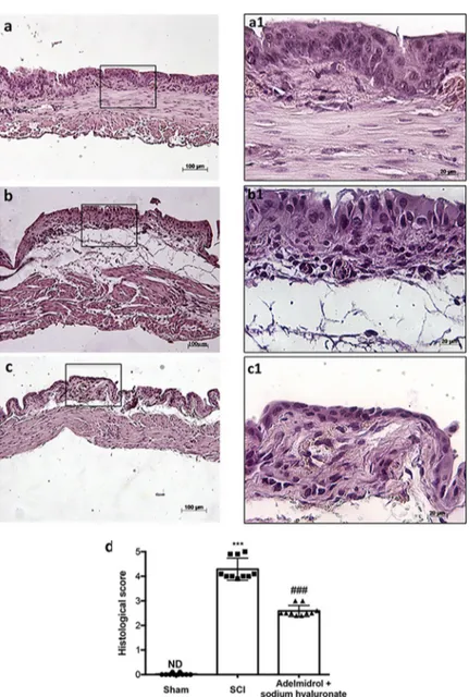 Fig 1. Acute effect of adelmidrol + sodium hyaluronate on histological parameters after SCI