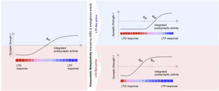 Figure 2. Figure shows the bidirectional shift of the LTPeLTD induction curve predicted by the BCM theory (A) and induced by a priming QPS session (B)