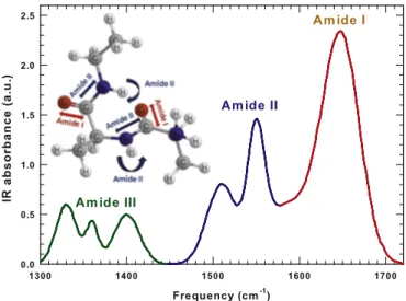 Fig. 1. The different Amide contributions to the IR bending region are reported with differ- differ-ent colors in the interval 1300− 1720 cm −1 