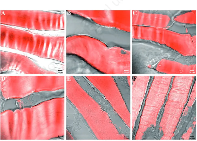 Figure 4. Compound panel showing immunohistochemical findings from sternocleidomastoid muscles of high-ranking baboons