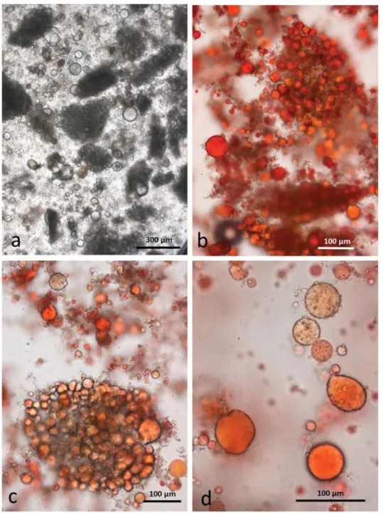 Figure 7. Chewed roasted chopped almonds stored in CDTA: (a) multicellular particles of almond tissue surrounded by released lipid drops; (b) particles surrounded by released lipid drops; (c) undamaged cells are full of coalesced lipid; (d) many of the rel