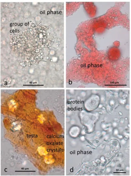 Figure 3. Almond butter baseline sample showing cellular fragments suspended in a lipid phase (a) a small group of kernel cells from which the lipid has been released (b) the lipid phase stained with Sudan IV (c) fragments of brown testa containing large c