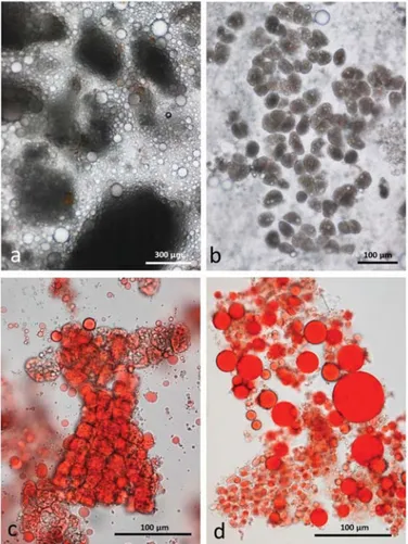 Figure 5. Chewed whole raw almonds stored in CDTA: (a) multicellular particles of almond tissue surrounded by released lipid drops; (b) individual undamaged cells separated from the larger particles contain lipid still within oleosomes; (c) Sudan IV staini