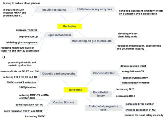 Figure 5. Pharmacological effects of berberine in treating diabetes (A) and its cardiovascular complications (B)