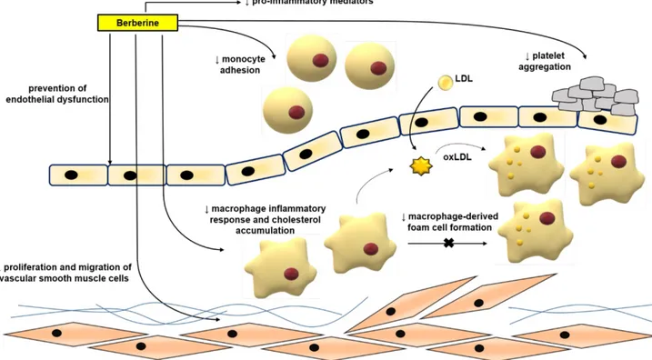 Figure 3. Anti-atherosclerotic effects of BBR. The role of BBR in inhibiting atherosclerosis includes improving endothelial dysfunction; inhibiting smooth muscle cell proliferation  and migration; reducing monocyte adhesion, macrophage inflammation and cho