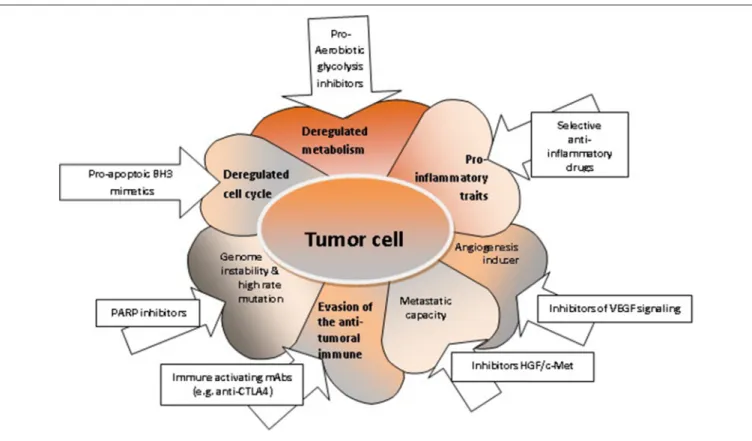 FIGURE 2 | The characteristics of tumor cells and respective targeted therapies. Deregulated metabolism can be targeted with pro-aerobiotic glycolysis inhibitors ( 52 ); deregulated cell cycle and increased uncontrolled cellular proliferation can be target