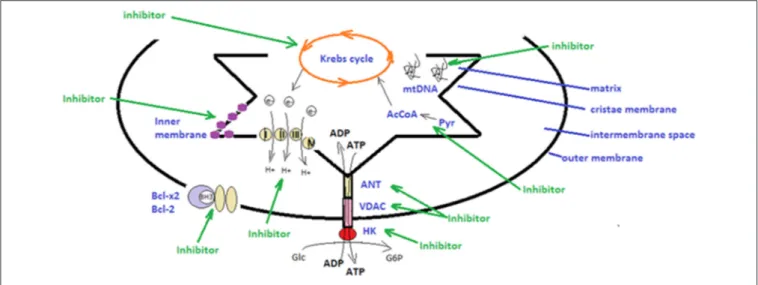 FIGURE 1 | Schematic presentation of strategies utilized in mitochondrial therapeutic targeting
