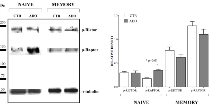 Figure 7: Evaluation of mTOR associated proteins in naïve and memory CD4 +  T cells.  Phosphorylation of Rictor and  Raptor has been evaluated by western blot analysis in naïve and memory CD4 +  T cells stimulated with anti-CD3/CD28 beads in the 