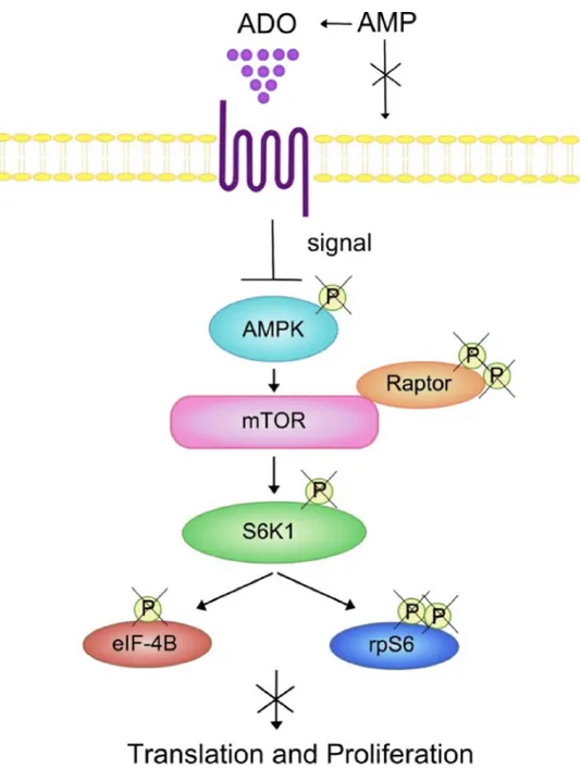 Figure 8: Summary of the effects of ADO on the AMPK/mTOR/p70S6K/rpS6 protein axis in T lymphocytes