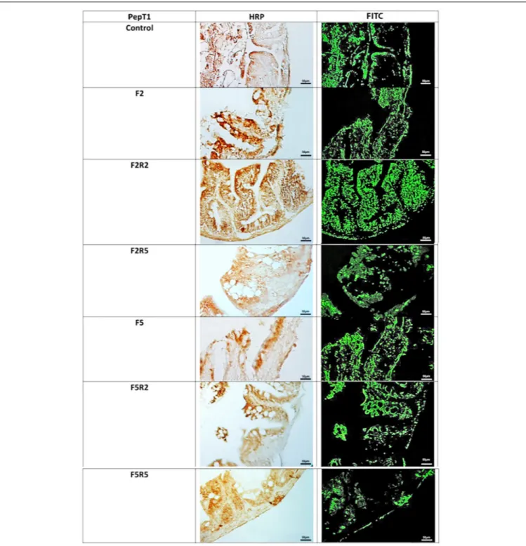 FIGURE 2 | Immunohistochemical detection in HRP and Rhodamine of PepT1 in the digestive tract of zebrafish
