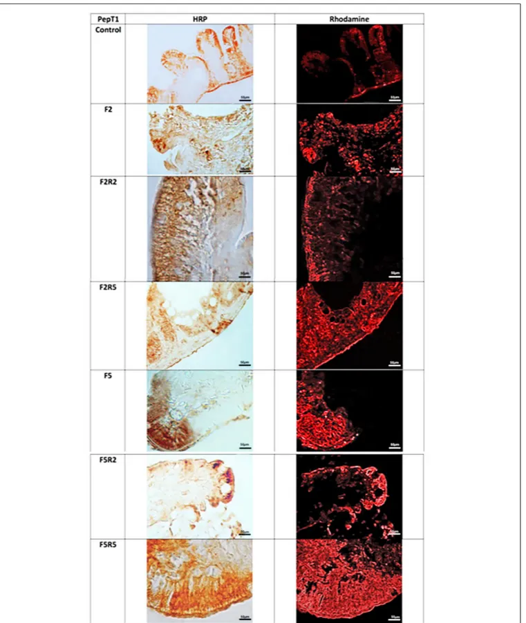 FIGURE 3 | Immunohistochemical detection in HRP and FITC of Ghrelin in the digestive tract of zebrafish