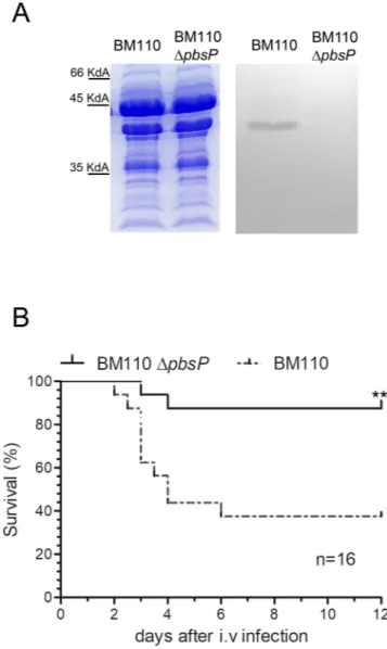 Figure 1.  PbsP is required for virulence of CC17 GBS. (A) Western blot analysis: 10  µg of cell wall extracts  from the wild-type CC17 BM110 strain (BM110) and its pbsP deletion mutant (BM110 ΔpbsP) were run on  SDS-PAGE gels