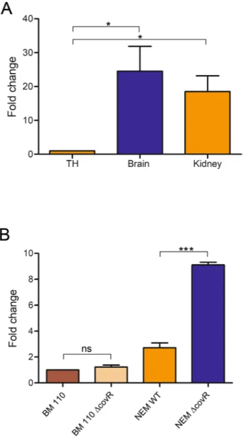 Figure 5.  Expression of pbsP is upregulated in vivo. (A) RT-PCR analysis of pbsP mRNA levels in bacteria  grown in Todd-Hewitt broth (TH) or isolated from the kidneys and brains of BM110-infected mice