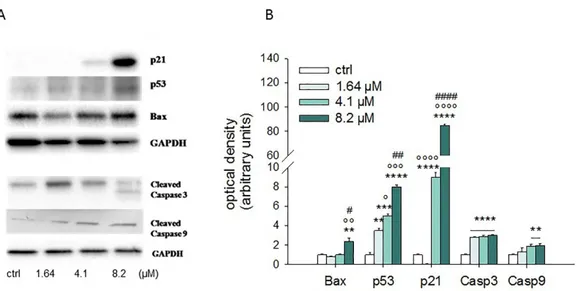 Figure 6. Effects of moringin on expression of apoptosis-related proteins. (A) Immunoblot of SH-SY5Y 