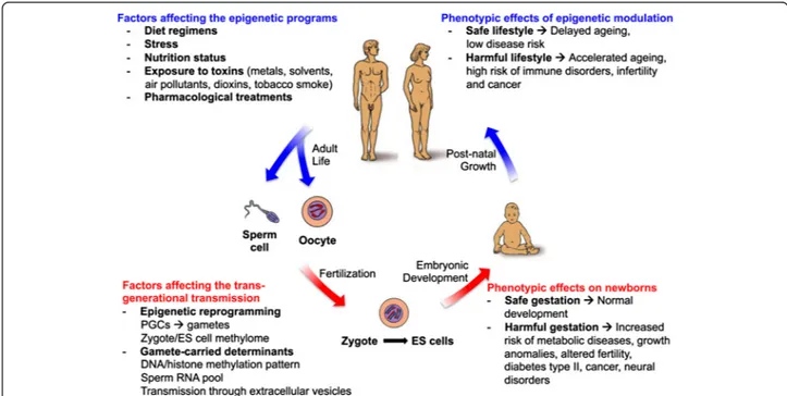 Fig. 3 Epigenetic factors influencing human development and growth. The human life cycle is represented in the scheme