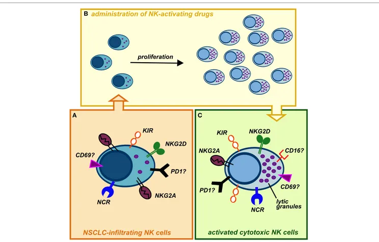 FiGUre 2 | Possible conversion of lung cancer-infiltrating natural killer (NK) cells into highly cytotoxic killer cells upon administration of NK- NK-activating drugs