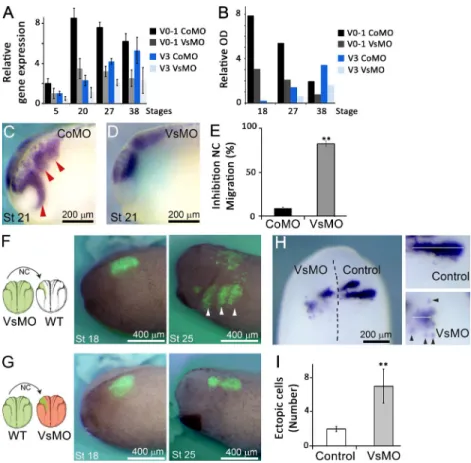 Figure 2.  Versican is required for normal NC migra- migra-tion. (A and B) qPCR (A) and Western blot (B) analysis  of CoMO- and VsMO-injected embryos