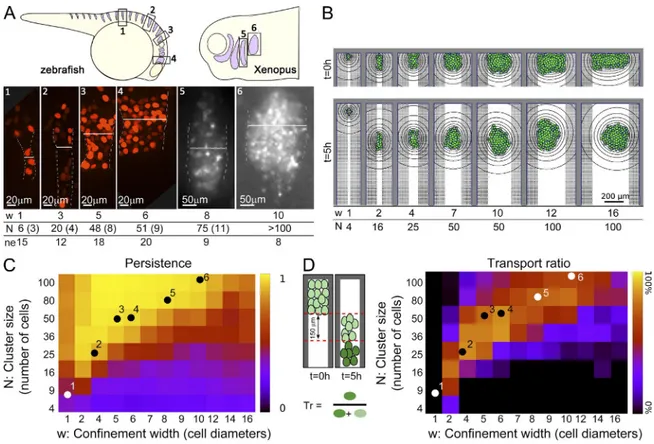 Figure 5.  Effect of confinement width and cluster size. (A) Schematic illustration and examples of maximal projection of a Z-confocal stack used to measure  the number of cells in NC streams of different widths