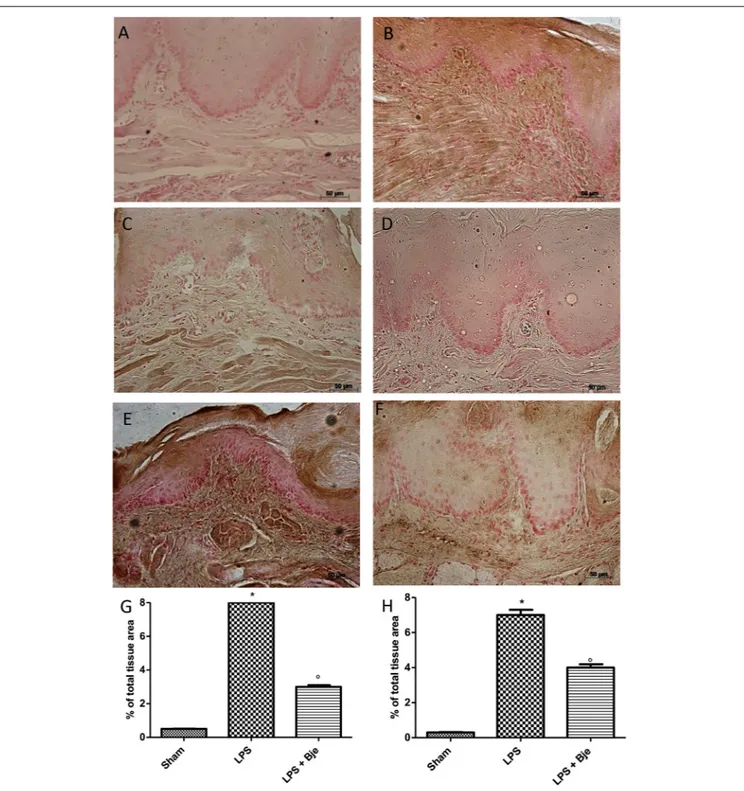 FIGURE 7 | BJe decreases nitrotyrosine and PARP expression. Sections obtained from LPS-injected rats showed intense positive staining for nitrotyrosine (B,G) and PARP (E,H), that were found significantly reduced in BJe-treated rats (nitrotyrosine, C,G; PAR