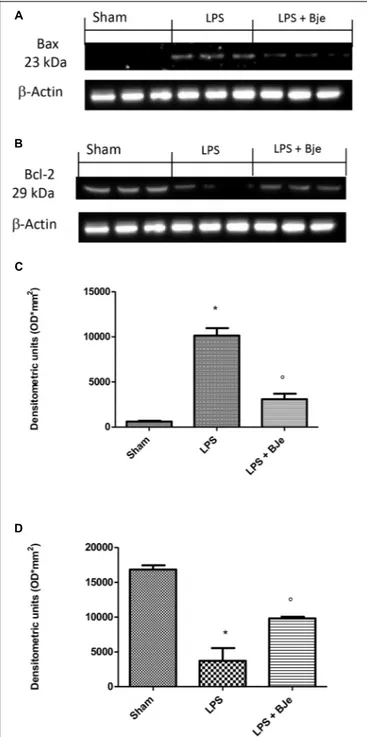 FIGURE 8 | BJe modulates Bax and Bcl-2 expression. Western blot analyses performed on samples of gingivomucosal tissue from LPS-injected rats, compared to sham group, displayed an increase of Bax expression, that was found reduced in BJe-treated rats (A,C)