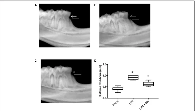 FIGURE 2 | Effect of BJe on alveolar bone loss. After 14 days from the LPS administration, radiographic picture of mandible from LPS-injected rats (B,D) showed a bigger distance from the CEJ to the bone, compared to the one of sham group rats (A,D), while 