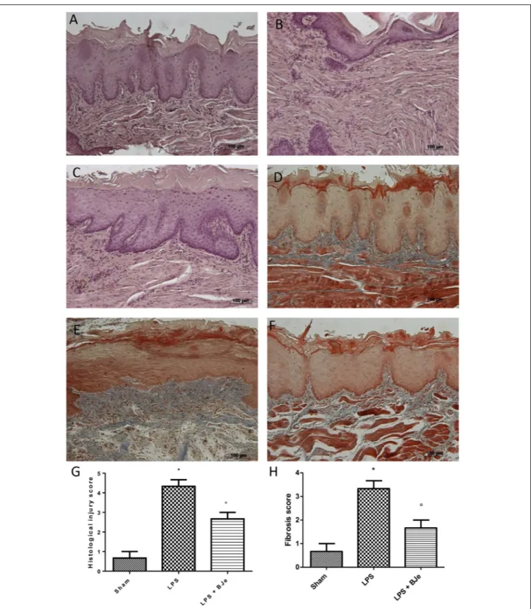 FIGURE 3 | Histopathological aspect of LPS-induced periodontitis in rats. Fourteen days after the start of experiments, gingivomucosal tissues from LPS-injected rats showed oedema, tissue injury and inflammatory cells infiltration (B,G) compared to the rat