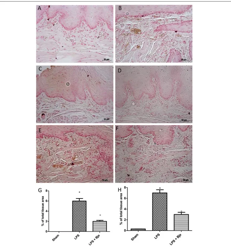 FIGURE 6 | BJe reduces ICAM and P-selectin expression. No positive staining for ICAM (A,G) or P-selectin (D,H) was detected in rats of sham group that, instead, was found in tissues from LPS-subjected animals (B,G for ICAM; E,H for P-selectin)