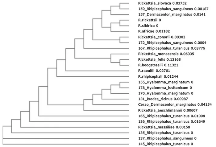 Fig. 1. Phylogenetic analysis of Rickettsia spp. The evolutionary history was inferred by using the Neighbor-Joining method for ompA and ompB genes