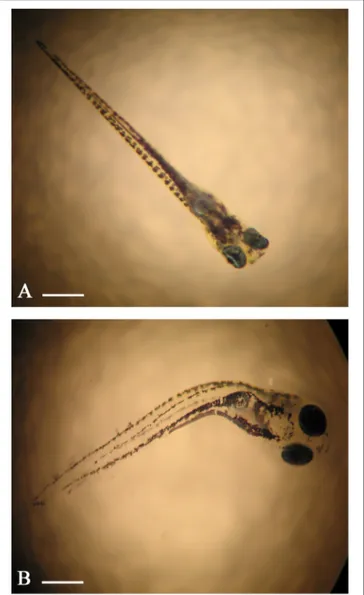 FIGURE 1 | Embryo zebrafish observed with the stereomicroscope. (A) Larvae treated with 10 mg/L of ZnCl 2 ; curvatures of the spine are not evident.