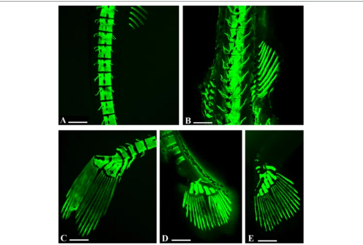 FIGURE 3 | Embryo zebrafish treated with calcein solution. (A,B) Particularly abnormalities in vertebral spines in samples treated with 200 mg/L