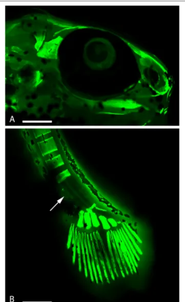 FIGURE 4 | Embryo zebrafish treated with calcein solution and RhodZin TM -3,AM. (A) It is evident a considerable tapering of the muzzle
