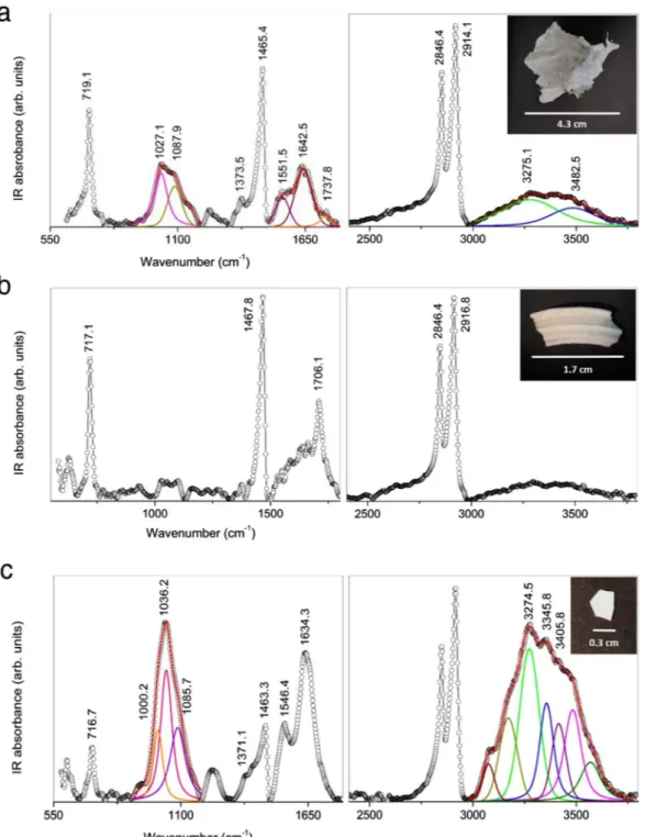 Figure 2.  Characterization of marine litter internalised by jellyfish. ATR-FTIR spectra of the marine debris 