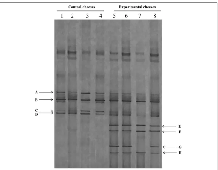 FIGURE 1 | DGGE profiles of the V2-V3 region of the 16S rRNA gene of control (C) and experimental cheese (E) samples