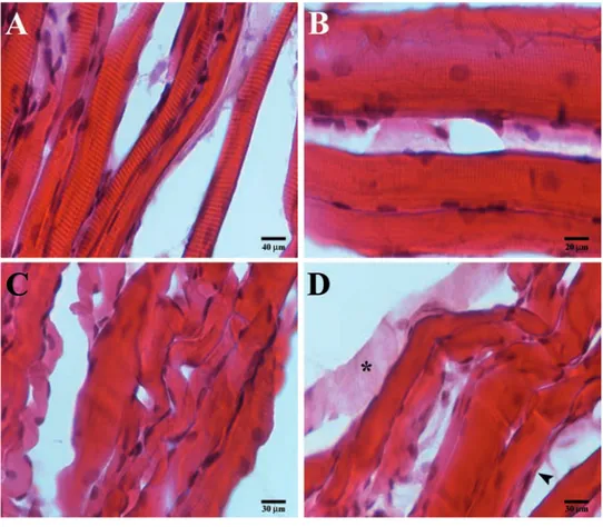 Figure 1. Compound panel of hematoxylin-eosin images of contralateral (A, B) and ipsi- ipsi-lateral (C, D) masseter muscles