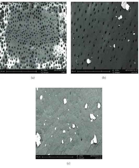 Figure 2: SEM observations. Scores examples: 0 (a), 1 (b), and 2 (c).