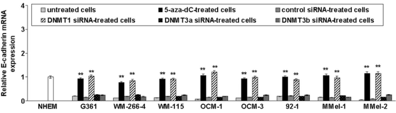 Figure 3. Restoration of E-cadherin gene expression in melanoma cell lines after demethylation