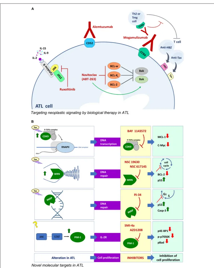 FIGURE 2 | Novel approaches for ATL therapy. (A) Biological therapy with monoclonal antibodies and corresponding targets involved in neoplastic signaling in ATL cells