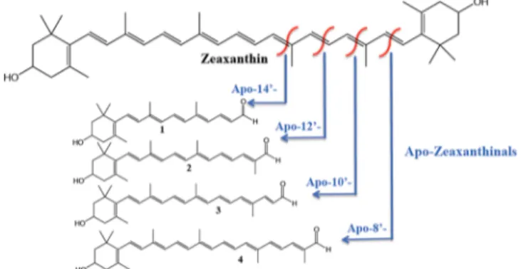 Figure 2. Di ﬀerent positions of eccentric zeaxanthin oxidative cleavages sites leading to di ﬀerent apozeaxanthinals