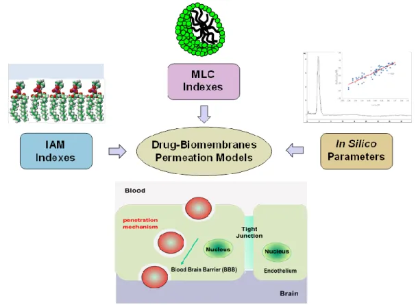 Figure 3. A conceptual scheme for the investigation of the in vitro and in silico indexes  for  the  modeling  of  the  blood–brain  barrier  partitioning  of  drugs  via  IAM  and  MLC  methods