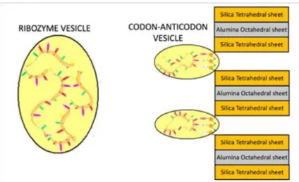 Figure 5. Formation of codon-anticodon complexes in protective vesicles. 