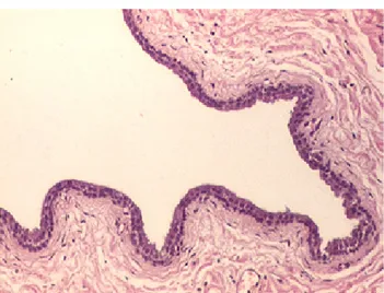 Figure 10. Europe. Typical single layered epithelium lining the 