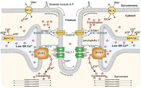 Figure  4:  Excitation-contraction  mechanism.  The  T-tubule,  a  sarcolemma  invagination,  is 