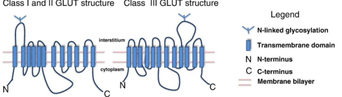 Figure  6:  Structure  of  GLUT  transporters.  All  isoforms  of  glucose  transporters  are 