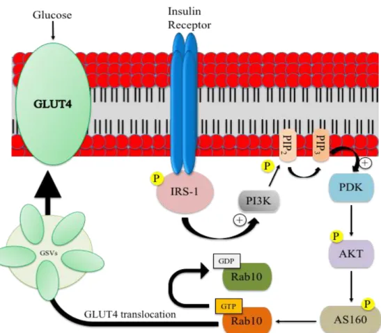 Figure  7:  Insulin-dependent  pathway  for  GLUT4  vesicles  translocation.  The  insulin 